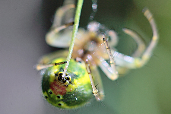 Araniella sp. - Molini di Triora (IM)